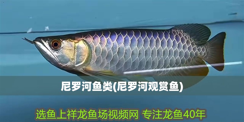 尼羅河魚類(尼羅河觀賞魚)
