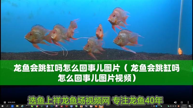 龍魚會跳缸嗎怎么回事兒圖片（ 龍魚會跳缸嗎怎么回事兒圖片視頻）