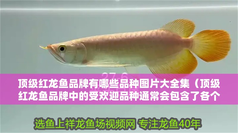 頂級(jí)紅龍魚品牌有哪些品種圖片大全集（頂級(jí)紅龍魚品牌中的受歡迎品種通常會(huì)包含了各個(gè)品種成長(zhǎng)階段的對(duì)比圖）