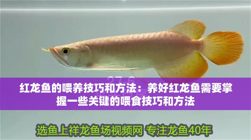 紅龍魚的喂養技巧和方法：養好紅龍魚需要掌握一些關鍵的喂食技巧和方法