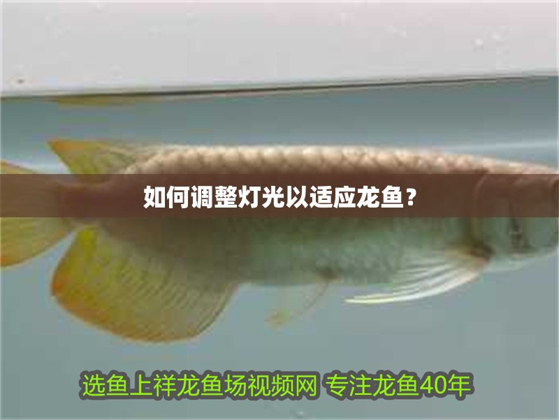 如何調整燈光以適應龍魚？