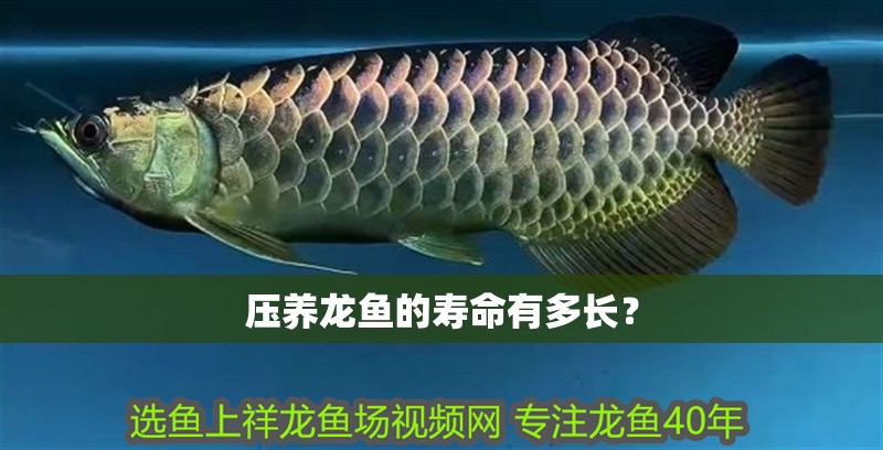 壓養龍魚的壽命有多長？