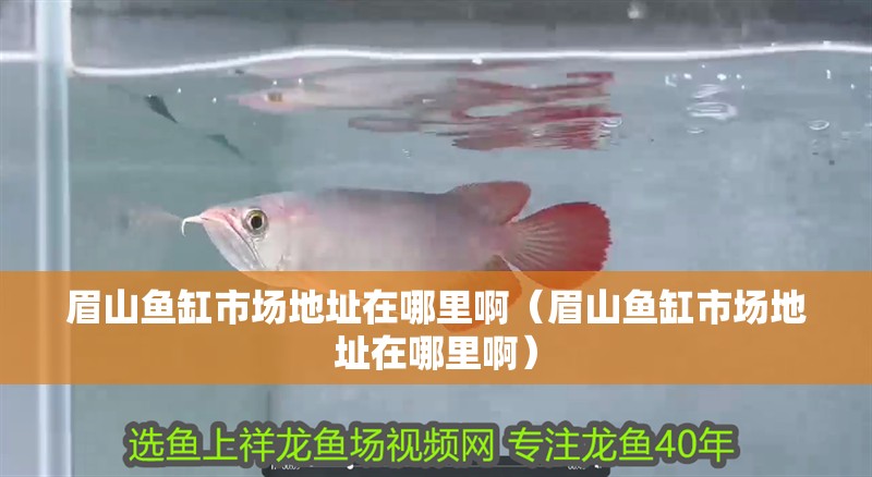 眉山魚缸市場(chǎng)地址在哪里啊（眉山魚缸市場(chǎng)地址在哪里啊）