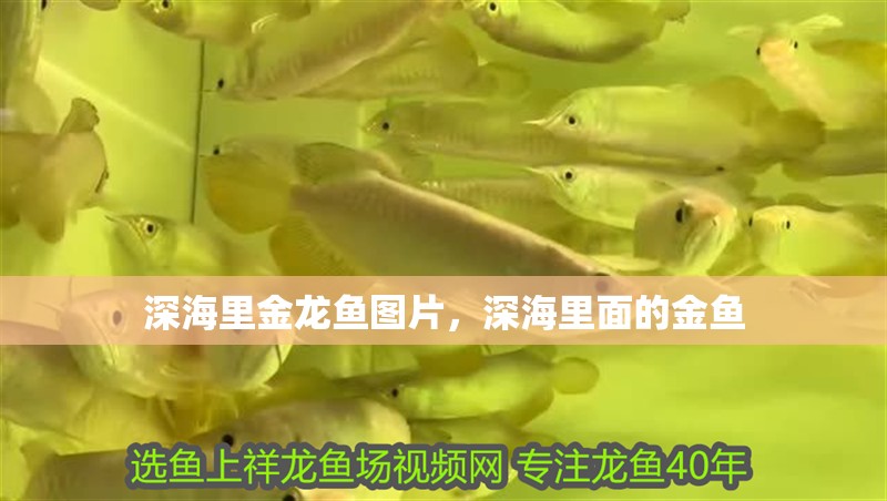 深海里金龍魚圖片，深海里面的金魚