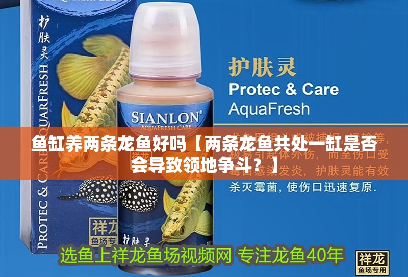 魚缸養(yǎng)兩條龍魚好嗎【兩條龍魚共處一缸是否會導致領地爭斗？】