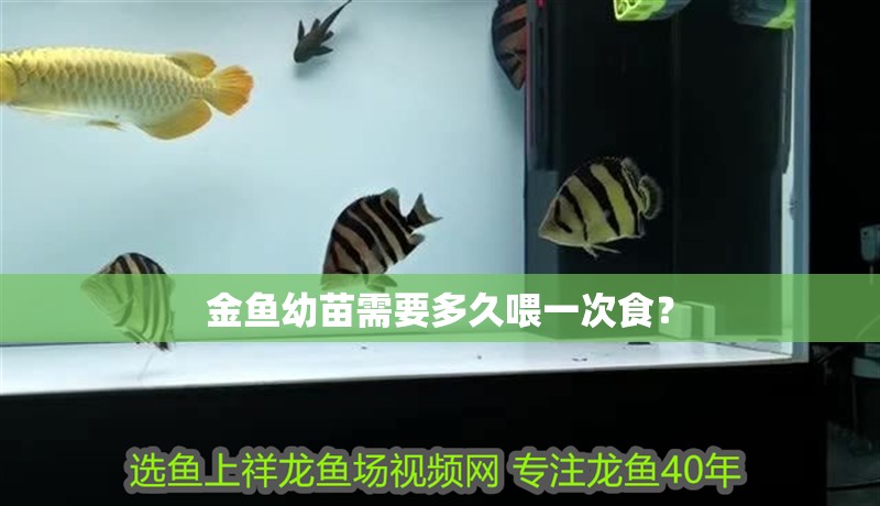 金魚幼苗需要多久喂一次食？