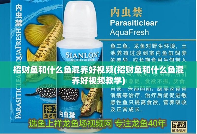 招財魚和什么魚混養好視頻(招財魚和什么魚混養好視頻教學)