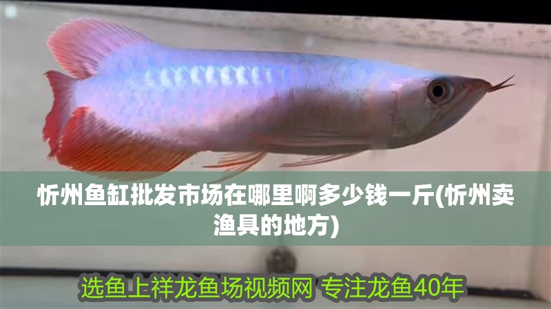 忻州魚缸批發市場在哪里啊多少錢一斤(忻州賣漁具的地方)