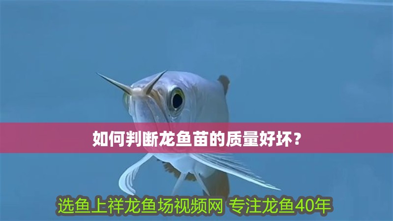 如何判斷龍魚苗的質量好壞？