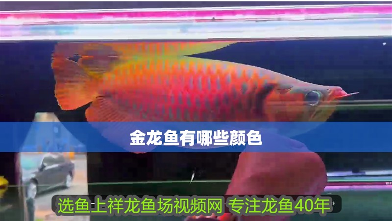 金龍魚(yú)有哪些顏色
