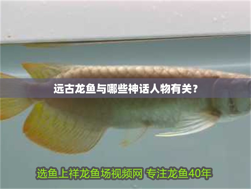 遠古龍魚與哪些神話人物有關？