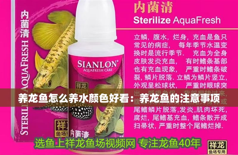 養龍魚怎么養水顏色好看：養龍魚的注意事項