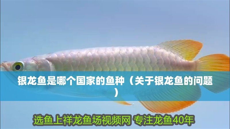 銀龍魚是哪個(gè)國(guó)家的魚種（關(guān)于銀龍魚的問題）