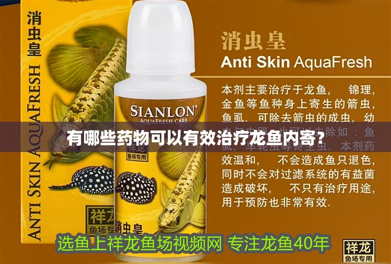 有哪些藥物可以有效治療龍魚內寄？