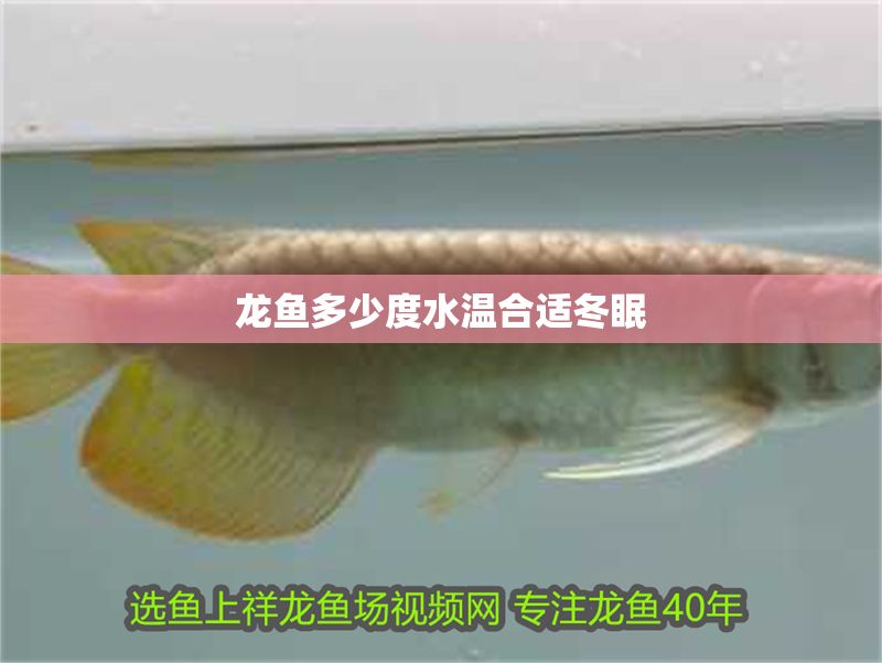 龍魚多少度水溫合適冬眠