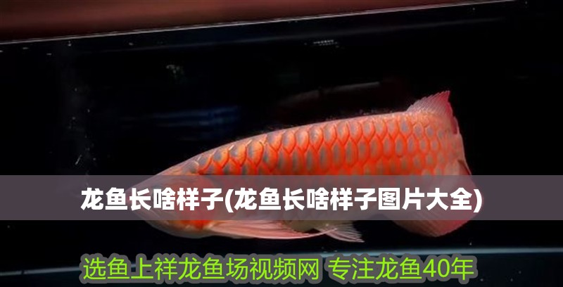 龍魚長(zhǎng)啥樣子(龍魚長(zhǎng)啥樣子圖片大全)