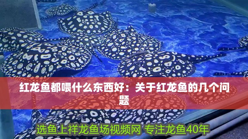 紅龍魚都喂什么東西好：關于紅龍魚的幾個問題