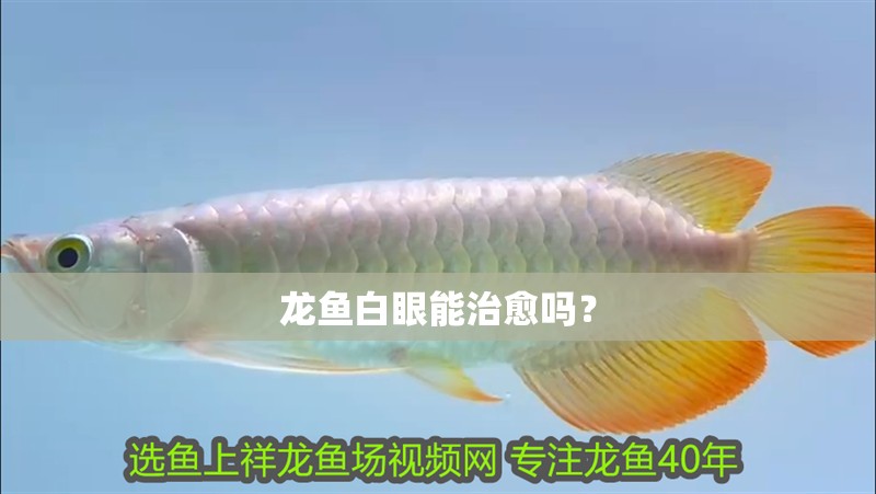 龍魚白眼能治愈嗎？