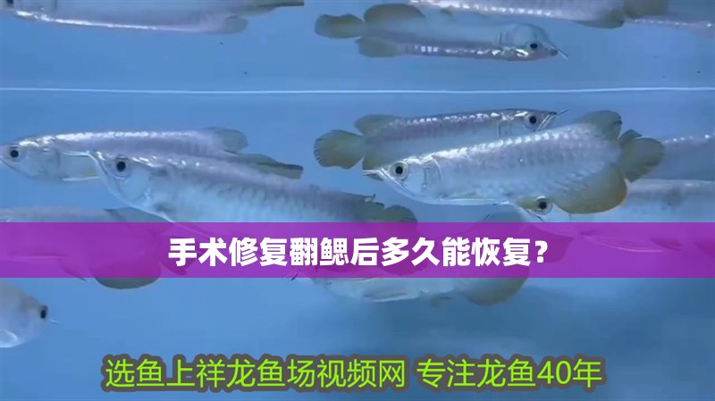 手術修復翻鰓后多久能恢復？ 手術修復翻鰓后多久能恢復？ 龍魚百科