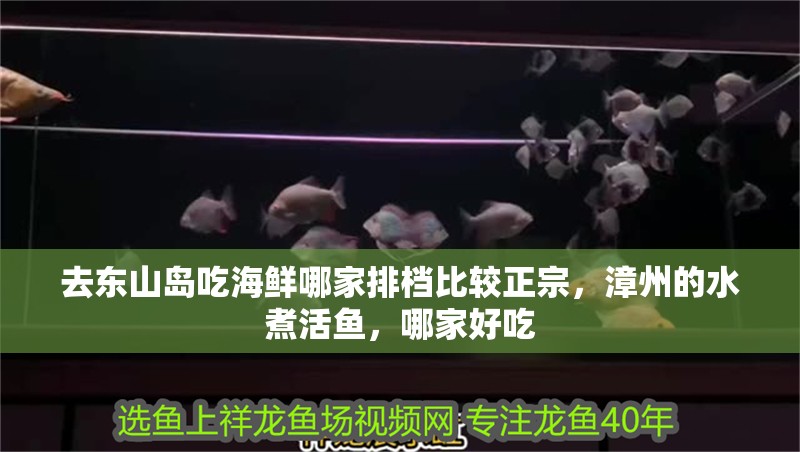 去東山島吃海鮮哪家排檔比較正宗，漳州的水煮活魚，哪家好吃