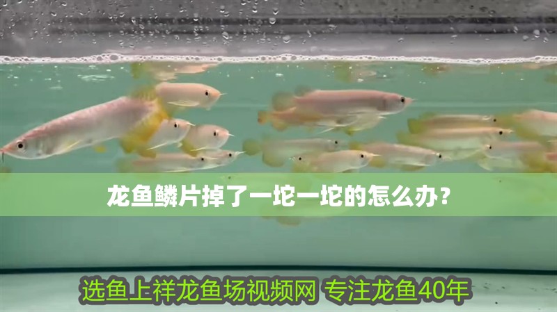 龍魚鱗片掉了一坨一坨的怎么辦？