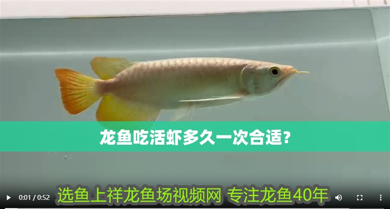 龍魚(yú)吃活蝦多久一次合適？