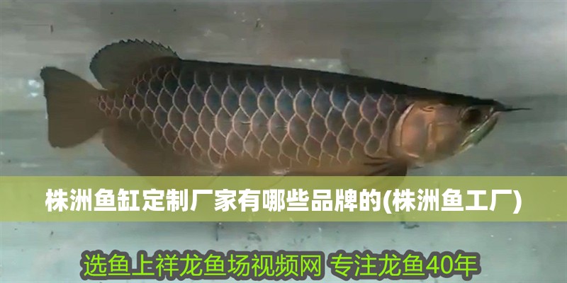 株洲魚缸定制廠家有哪些品牌的(株洲魚工廠)