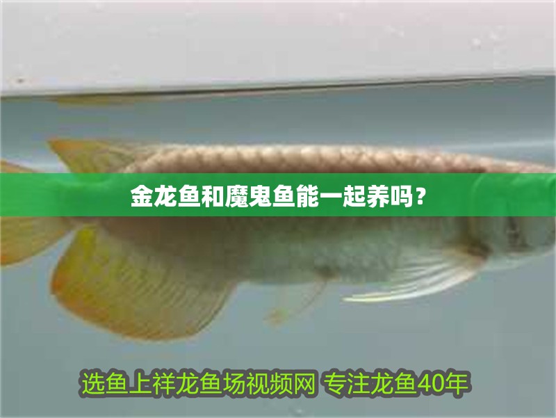 金龍魚和魔鬼魚能一起養(yǎng)嗎？