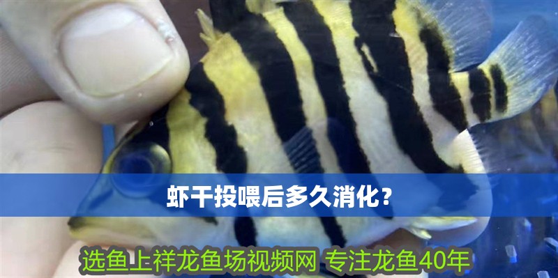 蝦干投喂后多久消化？