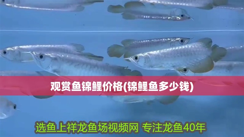 觀賞魚錦鯉價格(錦鯉魚多少錢)