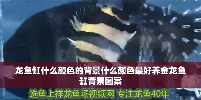 龍魚(yú)缸什么顏色的背景什么顏色最好養(yǎng)金龍魚(yú)缸背景圖案
