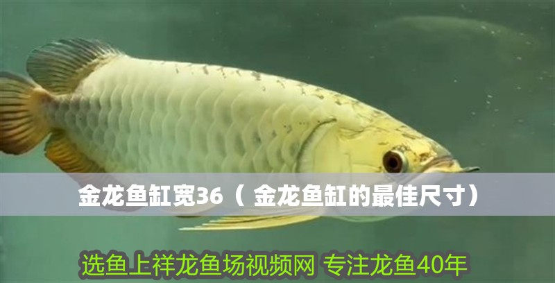金龍魚缸寬36（ 金龍魚缸的最佳尺寸）