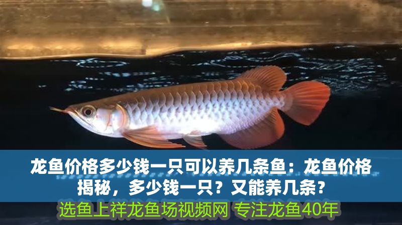 龍魚價格多少錢一只可以養幾條魚：龍魚價格揭秘，多少錢一只？又能養幾條？