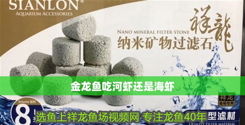 金龍魚吃河蝦還是海蝦