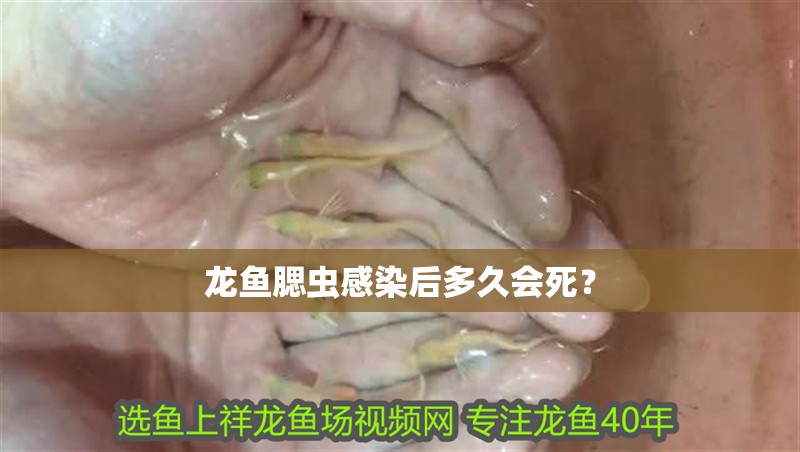 龍魚腮蟲感染后多久會死？