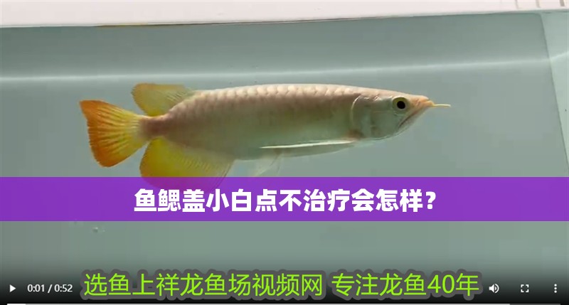 魚鰓蓋小白點不治療會怎樣？