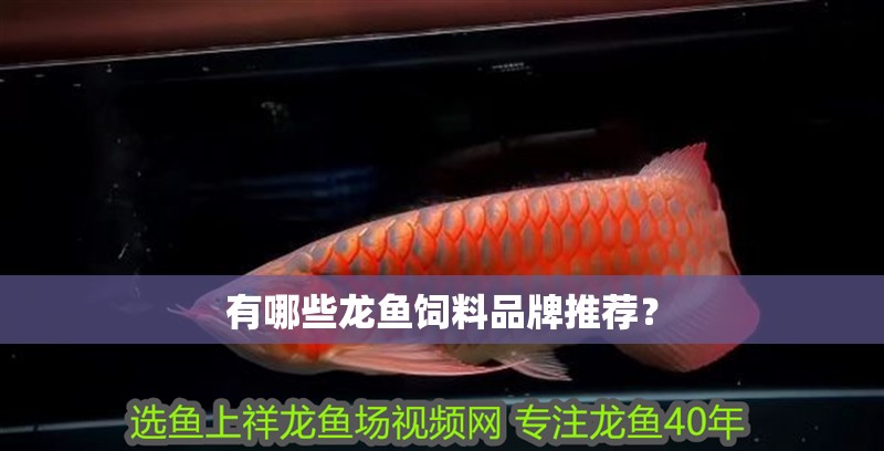 有哪些龍魚飼料品牌推薦？ 有哪些龍魚飼料品牌推薦？ 龍魚百科