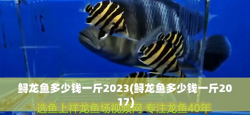 鱘龍魚多少錢一斤2023(鱘龍魚多少錢一斤2017)