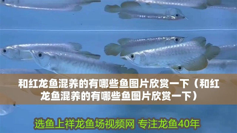 和紅龍魚混養(yǎng)的有哪些魚圖片欣賞一下（和紅龍魚混養(yǎng)的有哪些魚圖片欣賞一下）