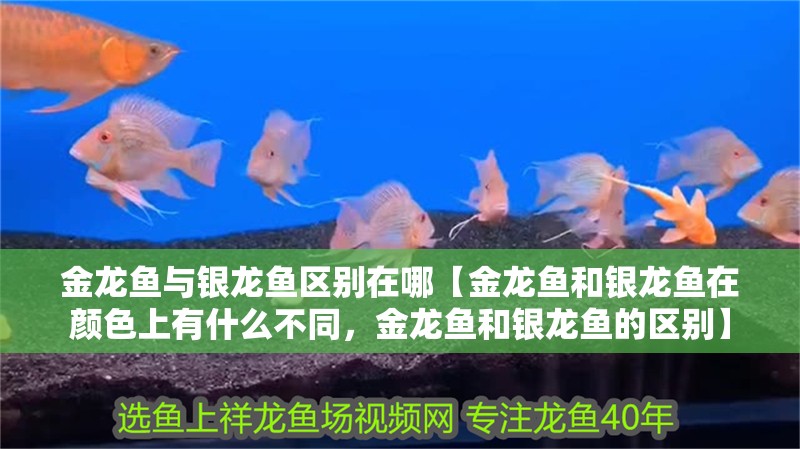 金龍魚與銀龍魚區別在哪【金龍魚和銀龍魚在顏色上有什么不同，金龍魚和銀龍魚的區別】