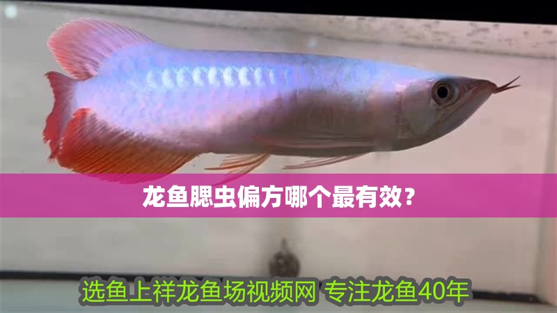 龍魚腮蟲偏方哪個最有效？
