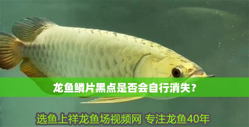 龍魚鱗片黑點是否會自行消失？
