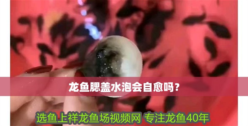 龍魚腮蓋水泡會自愈嗎？