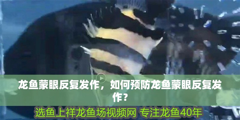 龍魚蒙眼反復發作，如何預防龍魚蒙眼反復發作？