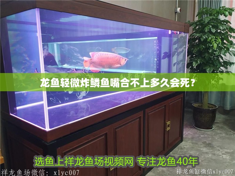 龍魚輕微炸鱗魚嘴合不上多久會(huì)死？