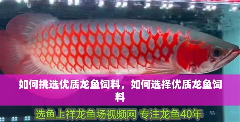 如何挑選優(yōu)質(zhì)龍魚(yú)飼料，如何選擇優(yōu)質(zhì)龍魚(yú)飼料