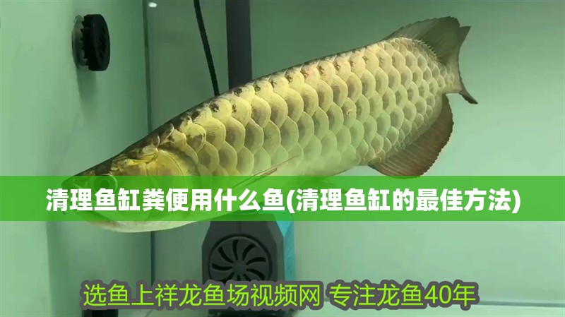 清理魚缸糞便用什么魚(清理魚缸的最佳方法)