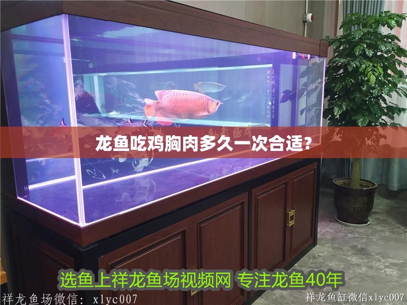 龍魚吃雞胸肉多久一次合適？