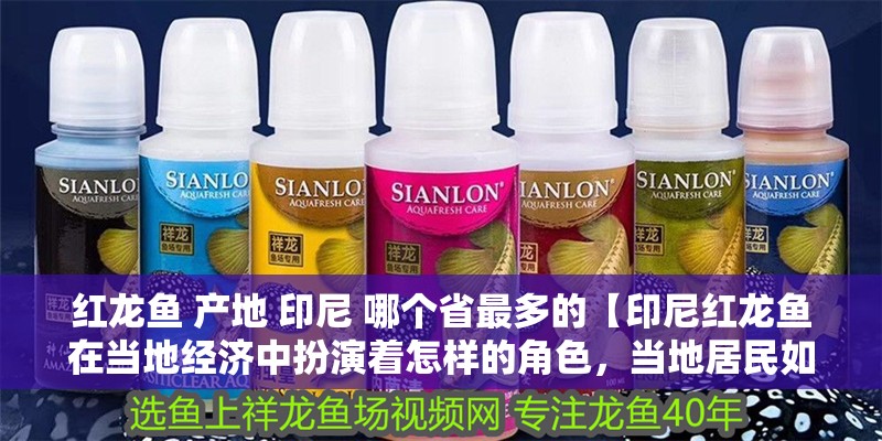紅龍魚 產(chǎn)地 印尼 哪個(gè)省最多的【印尼紅龍魚在當(dāng)?shù)亟?jīng)濟(jì)中扮演著怎樣的角色，當(dāng)?shù)鼐用袢绾伪Ｗo(hù)紅龍魚】