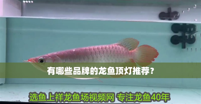 有哪些品牌的龍魚頂燈推薦？